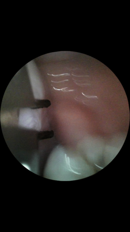 『Ming Visual World』VORE POV 2. - 画像 (9)